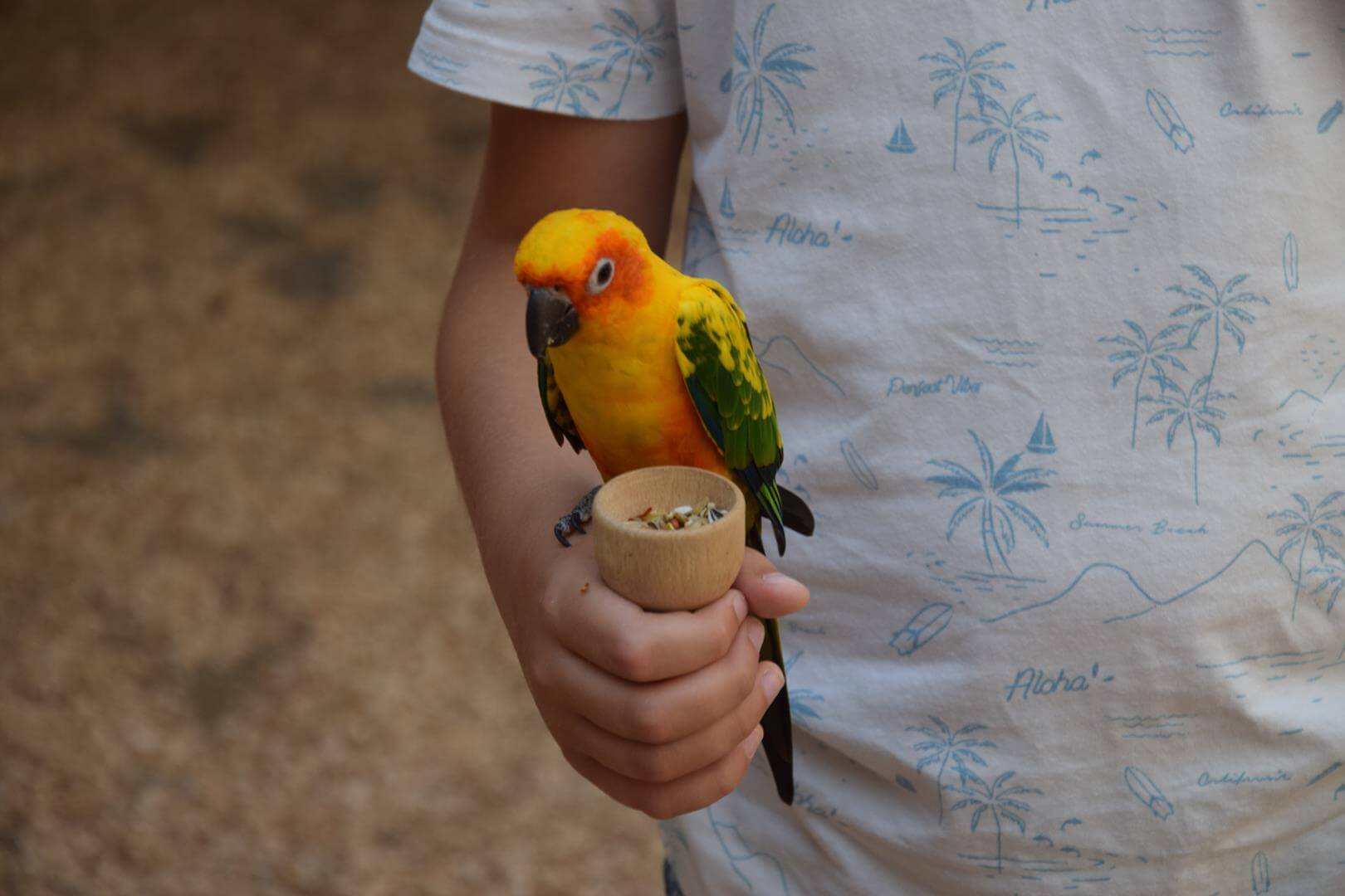 Zdjęcie przedstawiające papugę siedzącą na dłoni dziecka